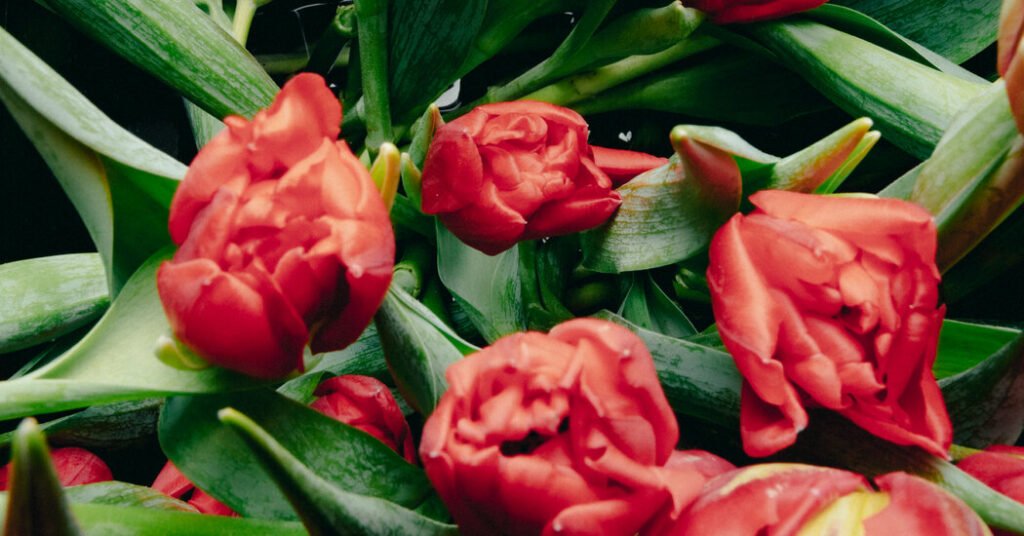 The Tulip’s Quiet War on Roses: A Valentine’s Day Fight