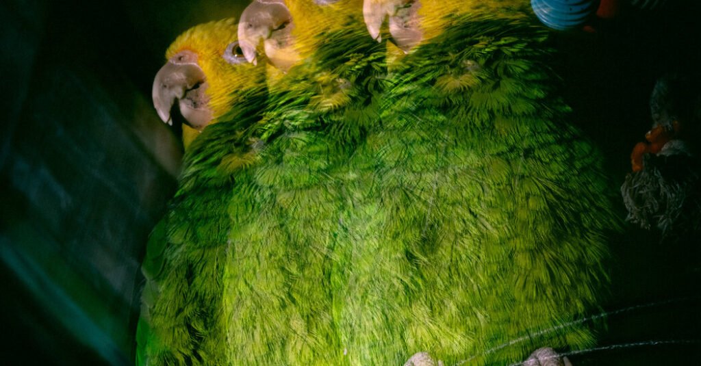 3 Parrots, 1 Shared Wall, 2 Ruptured Lives